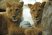 zwei neue Löwen aus Hamburg für München (©Foto: Ingrid Grossmann)